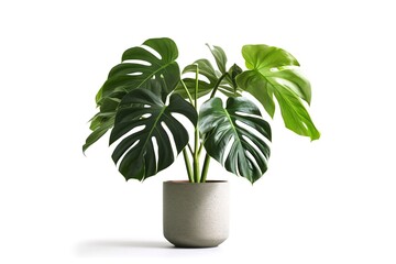 Monstera deliciosa plant in a grey pot