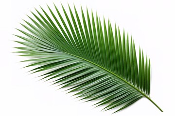 Obraz premium Single Palm Leaf on White Background
