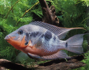 Poisson d'aquarium .