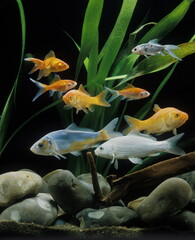 poissons d'aquarium .