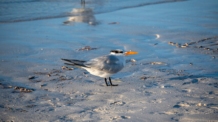 Sterna Maxima on the shore.	
