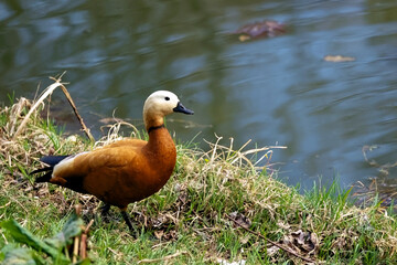 A Vibrant Duck With A Warm Rusty Hue Wanders Peacefully By A Calm Pond, Surrounded By Lush Grass And Serene Water, Embodying Tranquility And Nature's Simplicity.