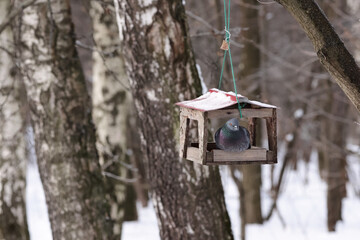 A Pigeon Peacefully Rests In A Snow-Dusted Wooden Birdhouse, Hung Among Birch Trees In A Serene Winter Forest Setting. The Scene Captures The Quiet Beauty And Tranquility Of Nature In Winter.