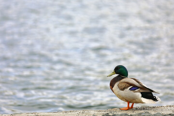 A Vibrant Male Mallard Duck Stands Beside A Serene Lake, Displaying Its Colorful Plumage. The Tranquil Water Serves As A Peaceful Backdrop To This Beautiful Avian Scene.