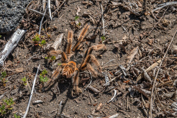 Chilean Ocelot Tarantula Phrixotrichus vulpinus Spider in Nature