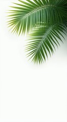 Fototapeta premium Palm leaf on a white background with a white wall