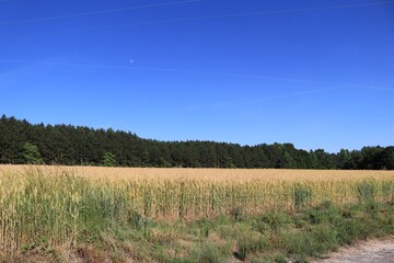 Obraz premium field of grass