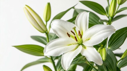 Fototapeta premium Stunning White Lily in Full Bloom