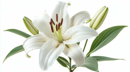 Fototapeta premium Stunning White Lily - A Breathtaking Floral Beauty
