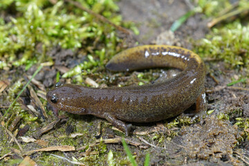 Closeup on a Japanese endemic Misty Salamander, Hynobius nebulosus with it's typical yellow tail