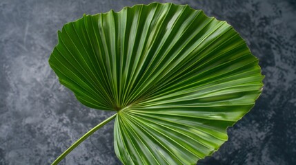 photo background with a large palm leaf and space for text.