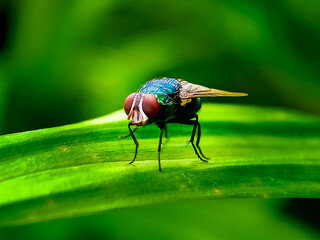 Cochliomyia hominivorax, the New World screw-worm fly, or screw-worm for short, is a species of...