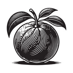 Tangerine Silhouette Vector Illustration, Solid White Background.