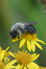 Closeup on a female Gre-backed mining bee, Andrena vaga on a yellow Ragwort, Jacobaea vulgaris flower in the fall