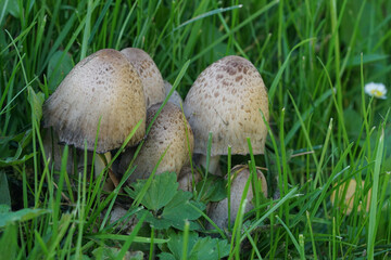 Close up of common ink or inky cap, Coprinus atramentarius in a grassland