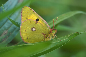 Closeup on a Clouded Yellow butterfly, Colias crocea hiding in the green vegetation