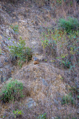 A monkey is perched high in the green trees of the mountains, showcasing the wildlife that inhabits the area surrounding Rishikesh.