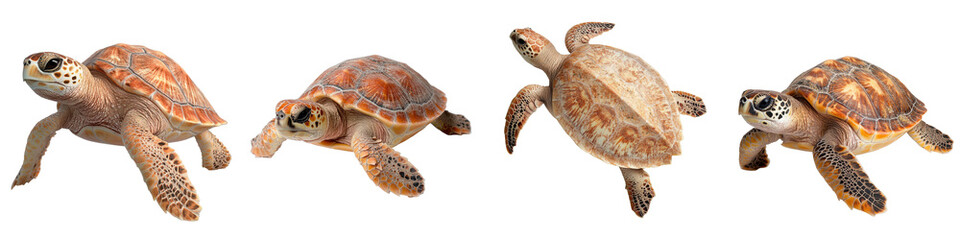 Fototapeta premium Colorful Turtle Collection Swimming in Crystal Clear Water, Captivating Marine Life, and Enchanting Underwater Environment