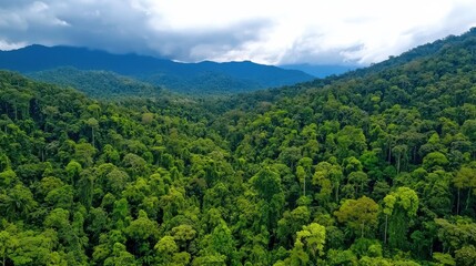 Obraz premium Lush Green Forest Canopy with Scenic Mountain Vista in Tropical Wilderness