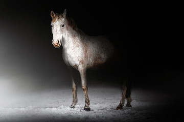 A white horse on a dark background stands in the snow