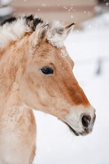 Wild horse on the background of a snowy landscape