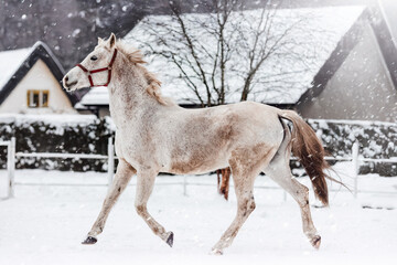 Beautiful white horse running in winter