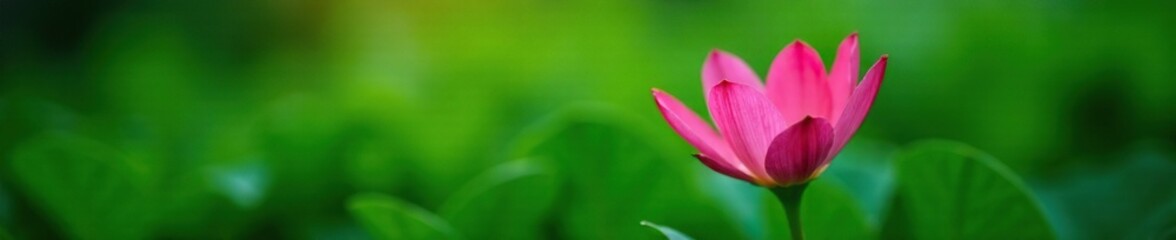 Obraz premium Single pink flower peeking through lush green foliage, pink curcuma, bloom, botanical