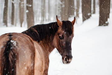 Obraz premium Beautiful brown horse in winter