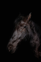 Beautiful brown horse on a black background