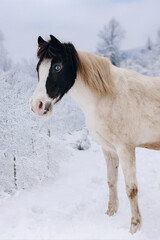Spotted horse with blue eyes on for winter landscape