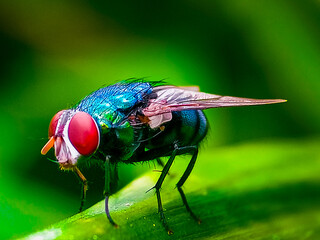 Cochliomyia hominivorax, the New World screw-worm fly, or screw-worm for short, is a species of...
