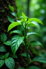 Obraz premium A thick layer of liana ivy covering a small but healthy pepper plant in the jungle undergrowth, stem, tropical plants, foliage