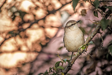 yellow billed hornbill