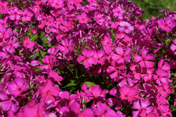 Close-up of phlox flowers, bright and diverse shades of petals, their tenderness and beauty in a...