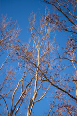 tree branches against blue sky