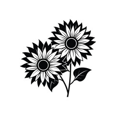 sunflower isolated on white