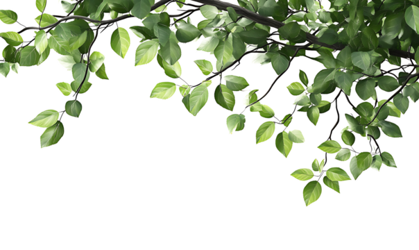 falling green leaves isolated on white background, cutout png