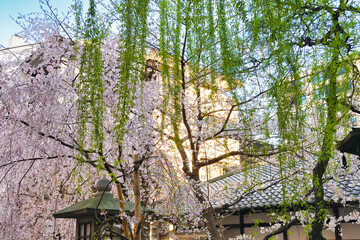 京都 頂法寺 六角堂の美しい枝垂れ桜と柳（日本京都府京都市）Beautiful weeping cherry blossoms and willows at Rokkakudo Temple（Kyoto City, Kyoto Prefecture, Japan）