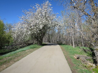 Trail along Boulder Creek in spring when flowers are in bloom, Boulder, Colorado