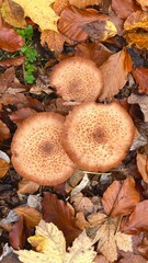 Mushroom in the forest
