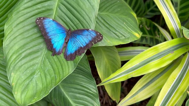 Mariposa morfo azul entre plantas tropicales