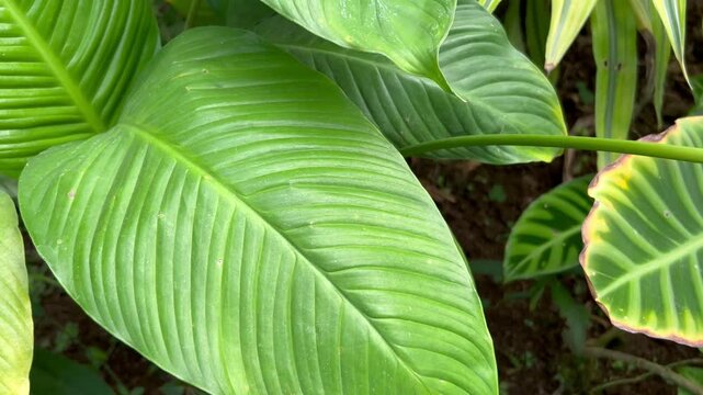Plantas y mariposa morfo azul