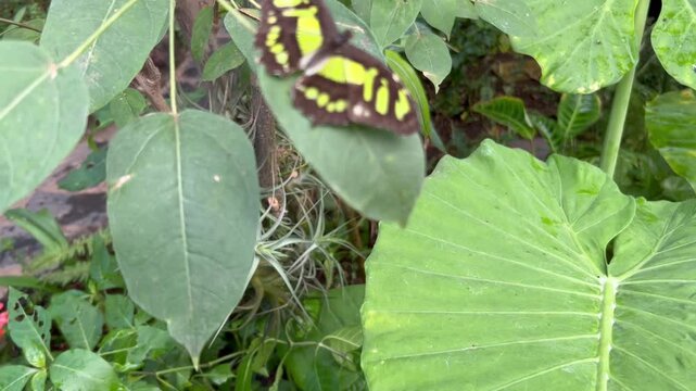 Mariposa Siproeta stelenes