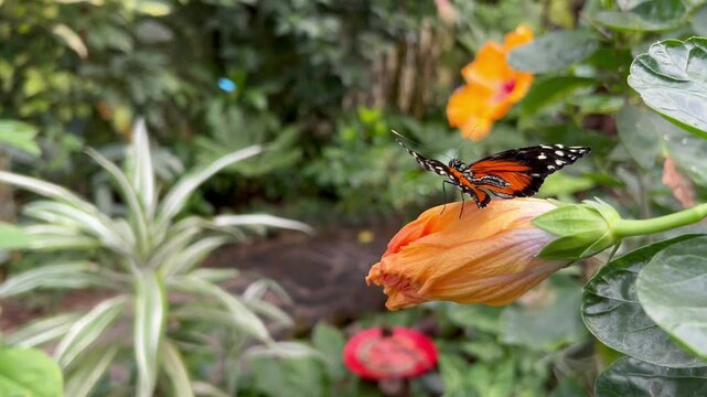 Mariposa monarca en un jard&iacute;n