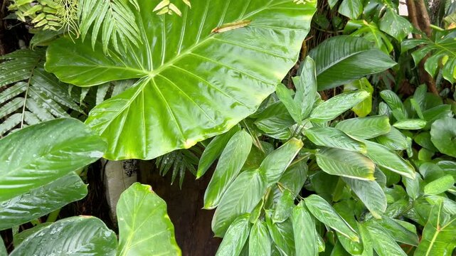 Plantas tropicales en Canarias