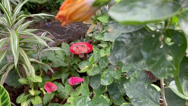 Monarch butterfly among flowers
