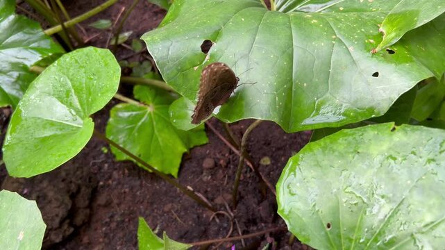 Mariposa morfo azul batiendo sus alas