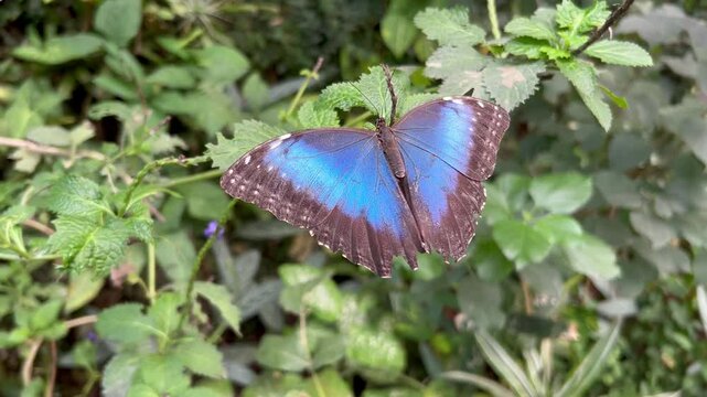 Jard&iacute;n y mariposas