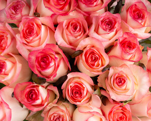 Beautiful floral background. Close-up of pink rose flowers, bouquet of roses as background. Top view.