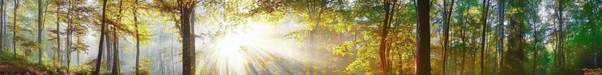 Serene forest scene with sunlight streaming through lush green trees, creating a tranquil and natural atmosphere in an elongated panoramic view.